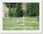 Deer near Lake Talbot * 2592 x 1944 * (1.5MB)